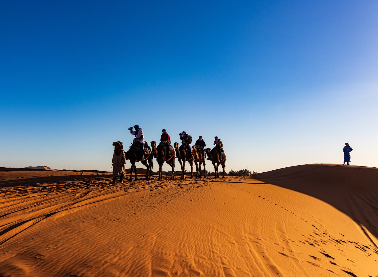camellos en merzouga desert of morocco